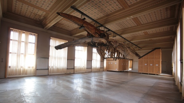 During the current reconstruction of the Historical Building of the National Museum, the skeleton will remain in its place in the hall of mammals and will be restored in its current position. Photo: National muzeum